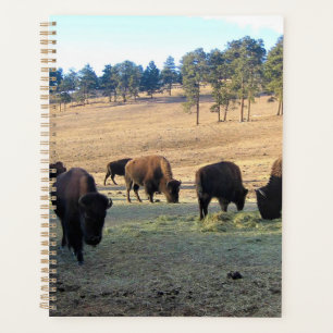 Bison dans le Colorado