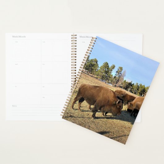 Bison dans le Colorado (Devant avec enveloppe)