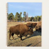 Bison dans le Colorado (Devant)