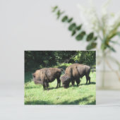 " BISON DAYS " BRIEFKAART (Staand voorkant)