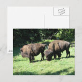 " BISON DAYS " BRIEFKAART (Voorkant / Achterkant)