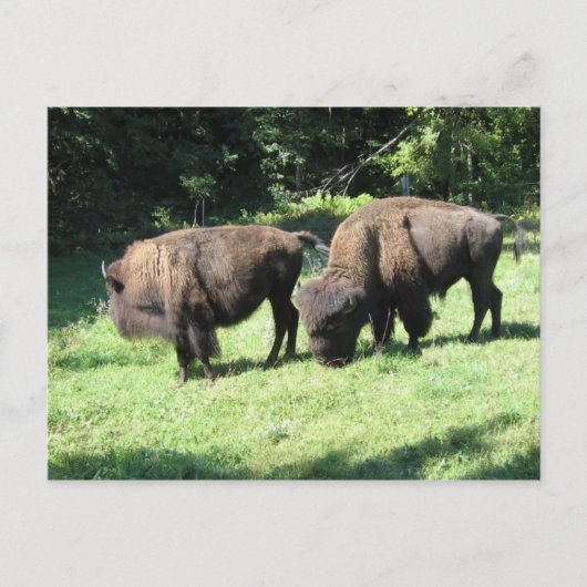 " BISON DAYS " BRIEFKAART (Voorkant)