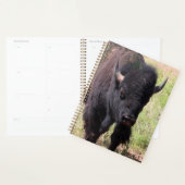 Bison de près (Devant avec enveloppe)