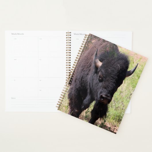 Bison de près (Devant avec enveloppe)
