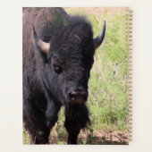 Bison de près (Dos)