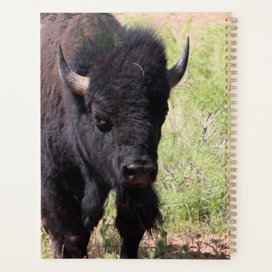 Bison de près (Dos)