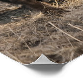 Bison de tête à coller - Belle impression (Coin)