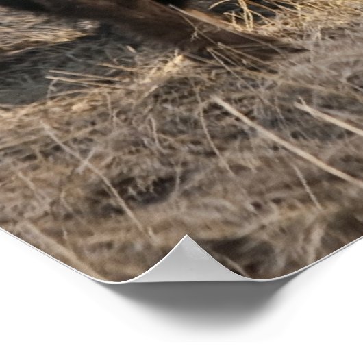 Bison de tête à coller - Belle impression (Coin)