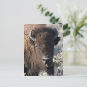 Bison dicht briefkaart (Staand voorkant)