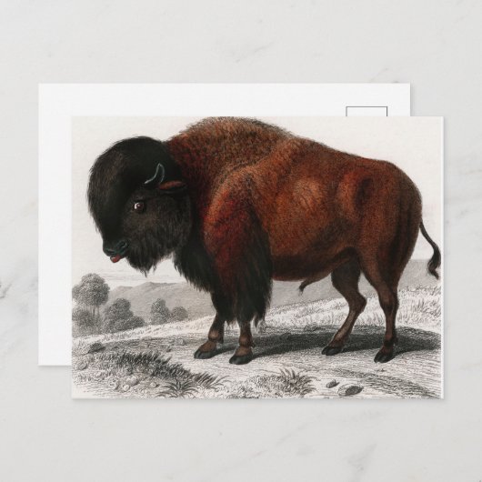 Bison geïllustreerd briefkaart (Voorkant / Achterkant)