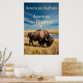 Bison Grazing aan de rivier Poster (Keuken)