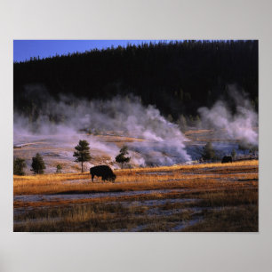 Bison grazing in het bekken van de bovenste geiser poster