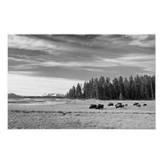 Bison Grazing in Yellowstone Black en White Foto Afdruk