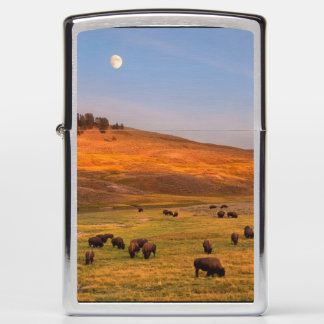 Bison Grazing on Hill op Hayden Valley