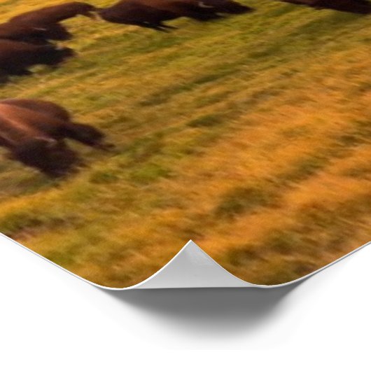 Bison Grazing on Hill op Hayden Valley Poster (Hoek)