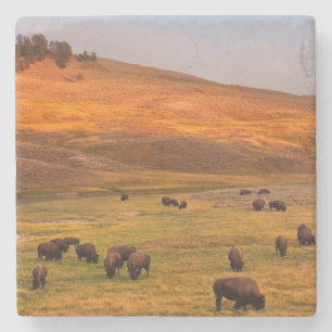 Bison Grazing on Hill op Hayden Valley Stenen Onderzetter