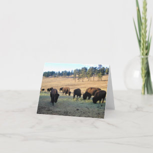 Bison in Colorado Bedankkaart