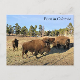 Bison in Colorado Briefkaart
