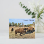 Bison in Colorado Briefkaart (Staand voorkant)