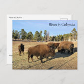 Bison in Colorado Briefkaart (Voorkant / Achterkant)