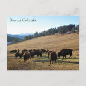 Bison in Colorado Briefkaart (Voorkant)