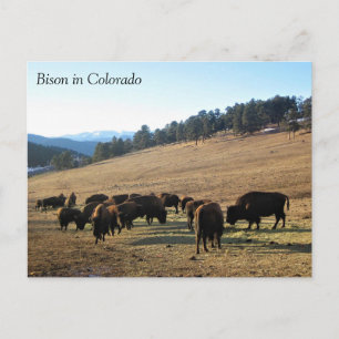 Bison in Colorado Briefkaart