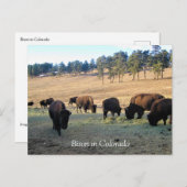 Bison in Colorado Briefkaart (Voorkant / Achterkant)