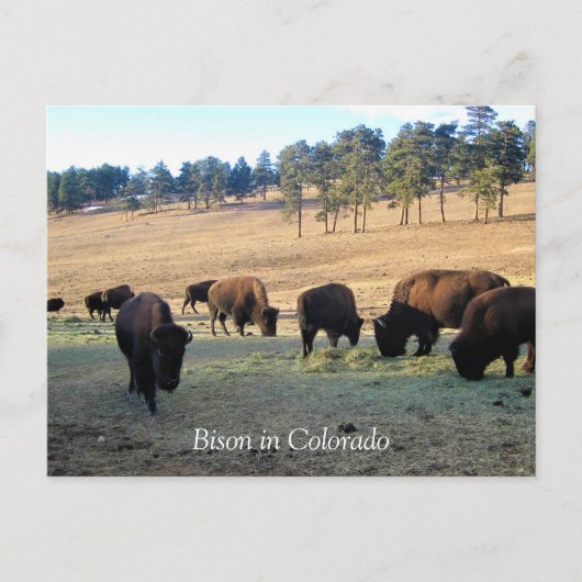 Bison in Colorado Briefkaart (Voorkant)