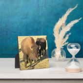 Bison in Colorado Fotoplaat (Insitu)