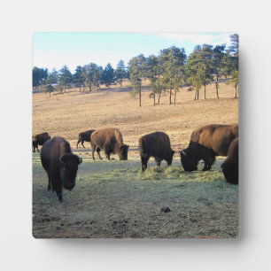 Bison in Colorado Fotoplaat