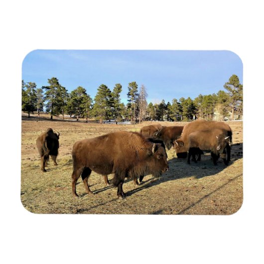 Bison in Colorado Magneet (Horizontaal)
