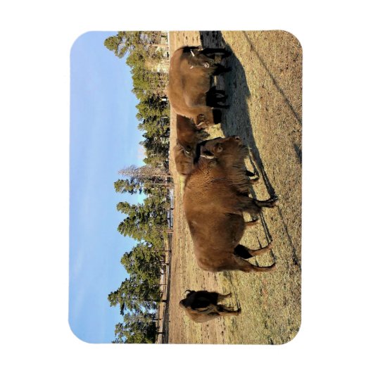 Bison in Colorado Magneet (Verticaal)
