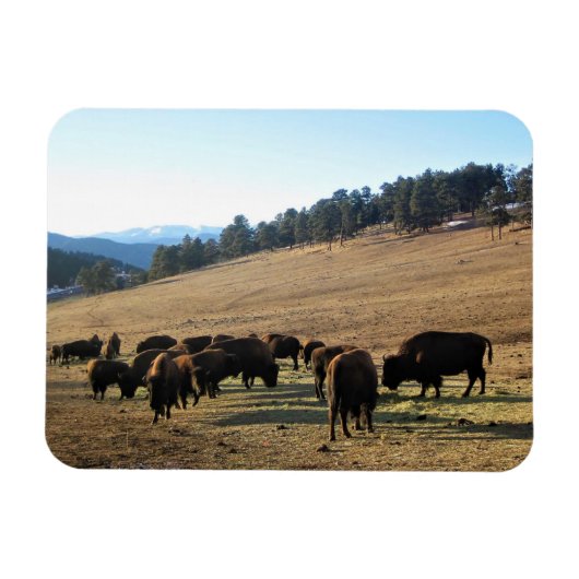 Bison in Colorado Magneet (Horizontaal)