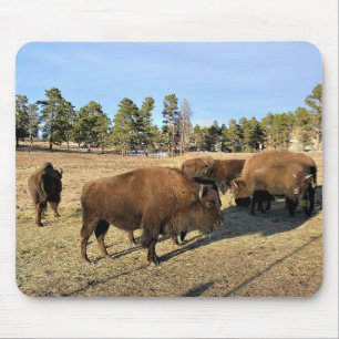 Bison in Colorado Muismat