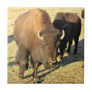 Bison in Colorado Tegeltje