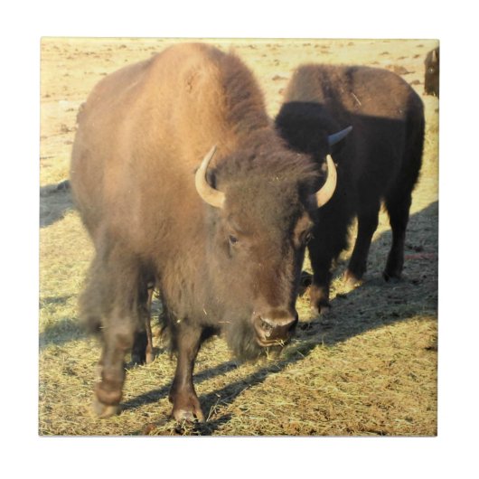 Bison in Colorado Tegeltje (Voorkant)