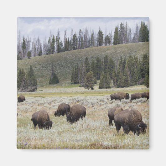Bison in de Hayden-vallei van Yellowstone Magneet (Voorkant)