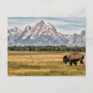 Bison in de Tetons Briefkaart