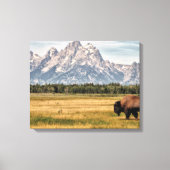 Bison in de Tetons Canvas Afdruk (Voorkant)