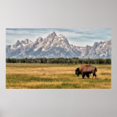 Bison in de Tetons Poster (Voorkant)