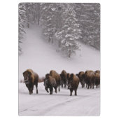 Bison in de winter klembord (Achterkant)
