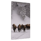 Bison in de winter klembord (Rechts)