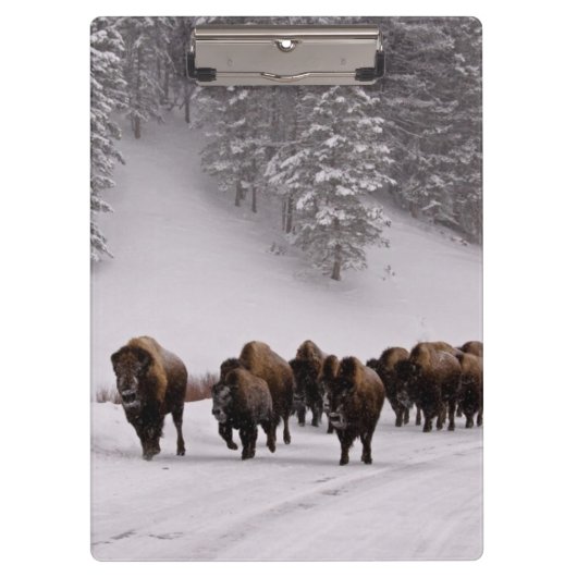 Bison in de winter klembord (Voorkant)
