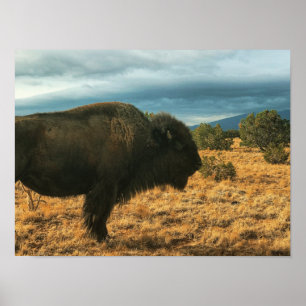 Bison in Foreground Mountains in New Mexico Poster