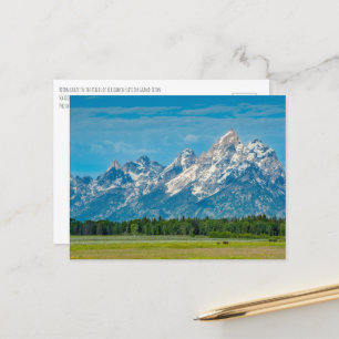 Bison in Grand Teton National Park Briefkaart