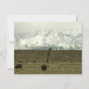 Bison in Grand Teton National Park Fotografie