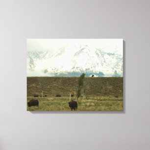 Bison in Grand Teton National Park Fotografie Canvas Afdruk