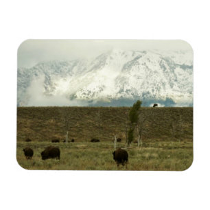 Bison in Grand Teton National Park Fotografie Magneet