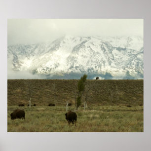 Bison in Grand Teton National Park Fotografie Poster