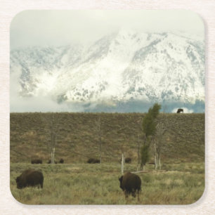 Bison in Grand Teton National Park Fotografie Vierkante Kartonnen Onderzetter